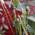 Equisetum laevigatum পাতা