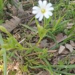 Moehringia ciliata Leaf