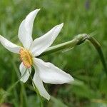 Narcissus poeticus 花