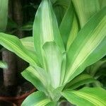 Dracaena fragrans Folha