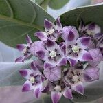 Calotropis procera പുഷ്പം