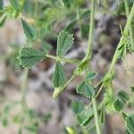 Medicago laciniata Leht