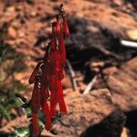 Penstemon eatonii Цвят