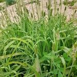 Plantago ovata Other