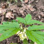 Cardamine enneaphyllos Кветка