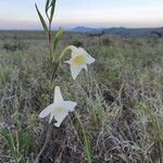 Gladiolus gunnisii Kukka
