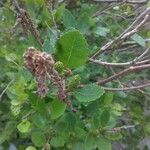 Betula humilis Цветок