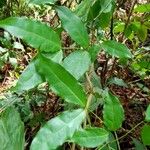 Gnetum africanum Leaf