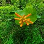 Lonicera ciliosa Flower