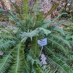 Polystichum munitum Habitat