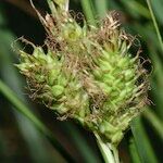 Carex distans Blüte