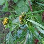 Bidens cernua Floare