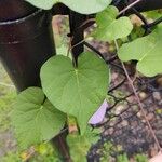 Ipomoea cordatotriloba Blad