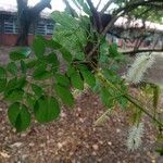 Mimosa caesalpiniifoliaFlower