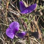 Vigna frutescens Blüte