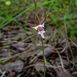 Eulophia acutilabra Flower