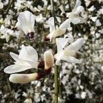Retama raetam Fleur
