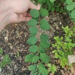 Spiraea trilobata Leaf