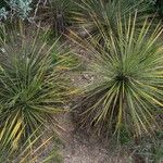 Yucca constricta 整株植物