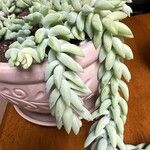 Sedum morganianumFolha