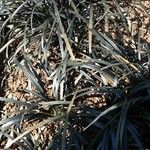 Ophiopogon planiscapus 葉