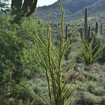 Fouquieria splendens برگ