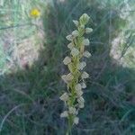 Orchis anthropophora Fiore