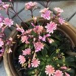 Lewisia longipetala ᱵᱟᱦᱟ