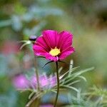 Cosmos bipinnatus Fula