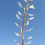 Lepidium nitidum Flower