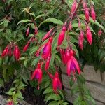 Fuchsia magellanicaVirág