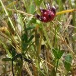 Trifolium depauperatum Hábito