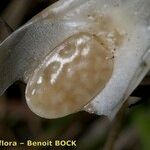 Isoetes setacea Owoc