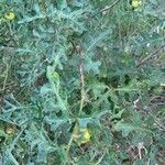Solanum linnaeanum Habit