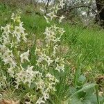 Marah fabacea Flower