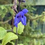 Salvia guaranitica Flor