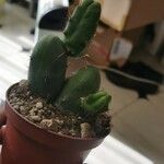Echinopsis lageniformis Hoja