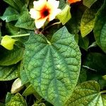 Thunbergia alata Fulla