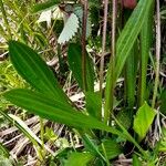 Plantago atrata Blad