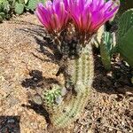 Echinocereus reichenbachii Habit