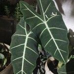 Alocasia micholitziana List