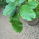 Brugmansia aurea List