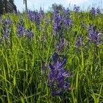 Camassia quamashBlomst