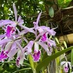 Cattleya maximaFleur