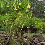 Brugmansia × candida Blomma