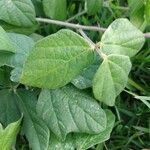 Macroptilium atropurpureum Leaf