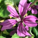 Malva setigeraBloem