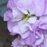 Matthiola incana Fiore