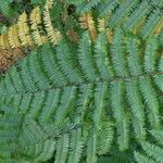 Cyathea arborea Hoja