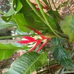 Heliconia farinosa Floro